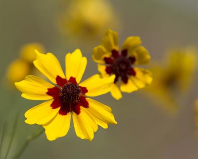 Coreopsis tinctoria - گل اشرفی